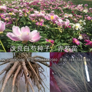 安徽赤芍苗种子批发价格 辽宁赤芍苗种子批发