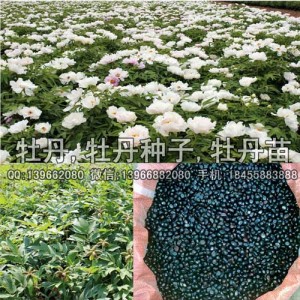 菏泽油用牡丹苗种子种植基地 洛阳油用牡丹苗种子基地