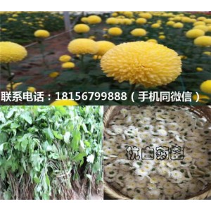 亳州杭白菊苗育苗场 亳州杭白菊苗种植园