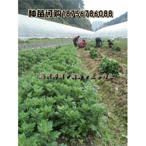 菊花苗一亩地3800棵  杭白菊一亩地4000棵左右