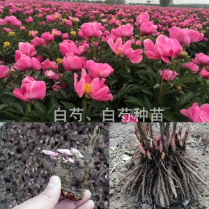 白芍种苗种植基地