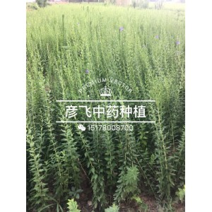 安徽亳州优质桔梗苗育苗基地 --彦飞种植专业合作社