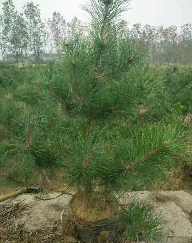 大黑碗油松