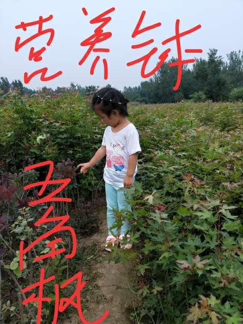 2 五角枫