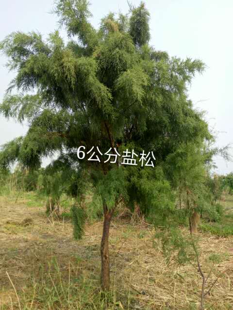 {EED5B300-BFD6-EAB9-CB86-447DC4B414E3}