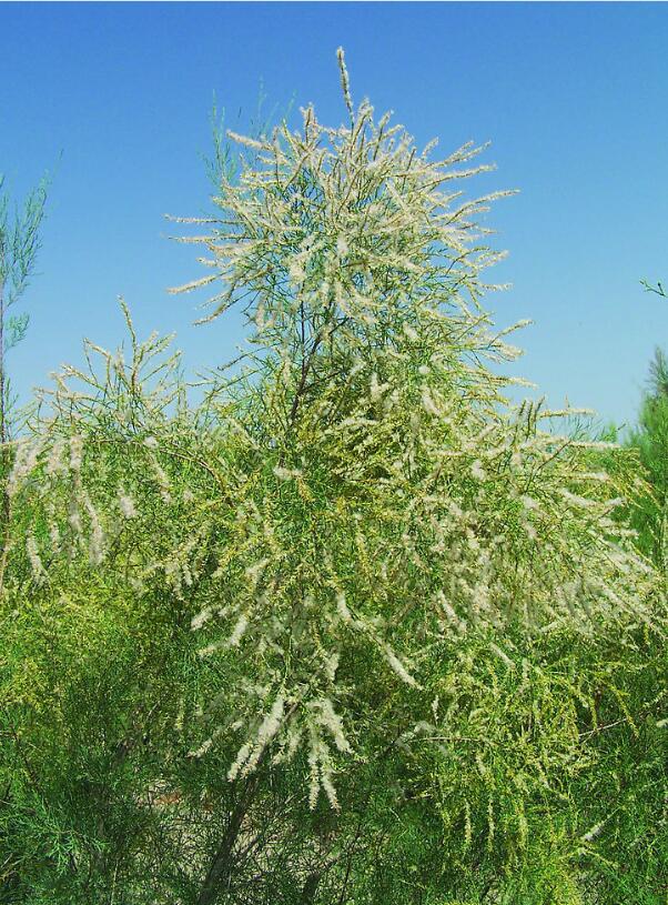 QQ截图20170914095309