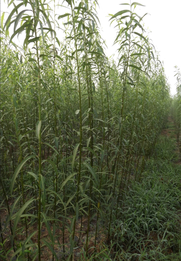 WNUP6LV7P`YA3G}~PZ8]OZA