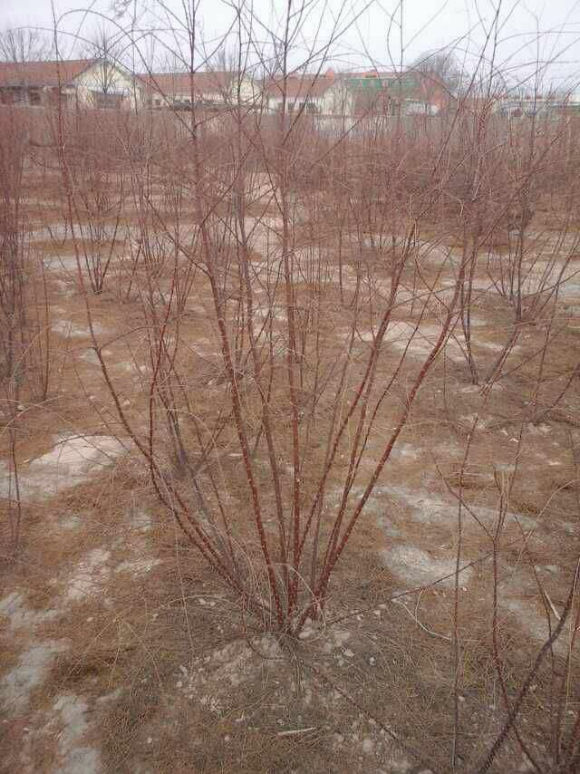 多分支柽柳小苗