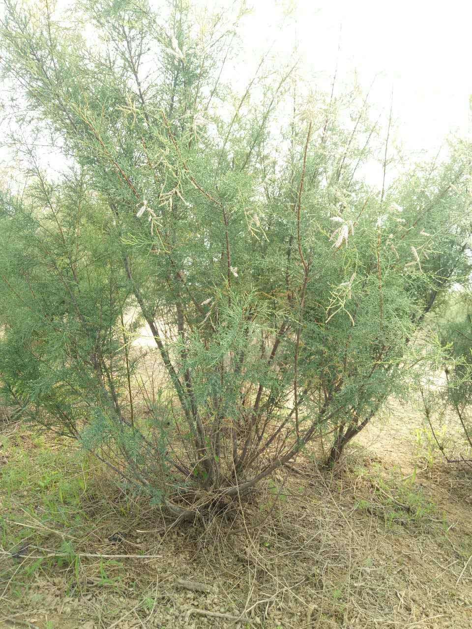 {E89070E2-BF06-A0C2-04AD-34C611534C47}