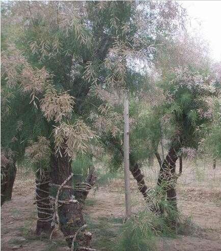 QQ截图20170914104601