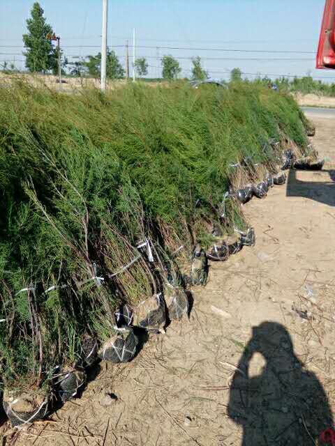 {90912828-3DBB-D513-4426-0209CF1E3FF5}