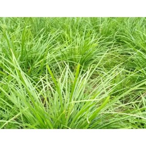 麦冬草基地价格