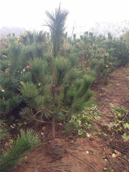 u=514346640,3975535613&fm=27&gp=0