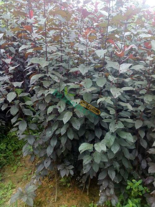 u=22094151,285906696&fm=27&gp=0