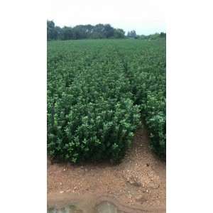 大叶黄杨绿化苗