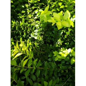 大叶黄杨绿化苗