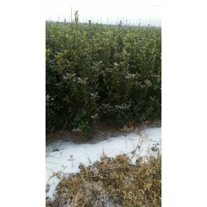 大叶黄杨绿化苗