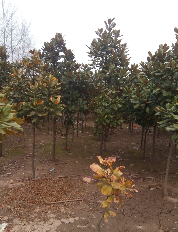 _8JY_{[Y[5R%BXTMPS2EV`X