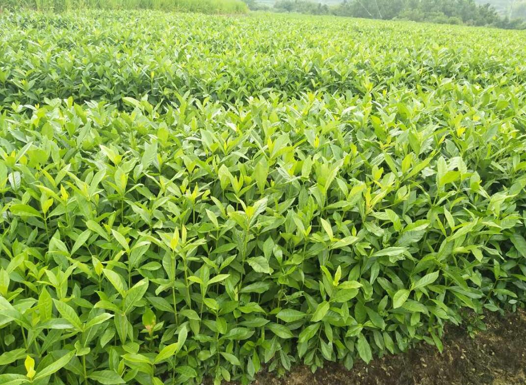 QQ截图20170927152816