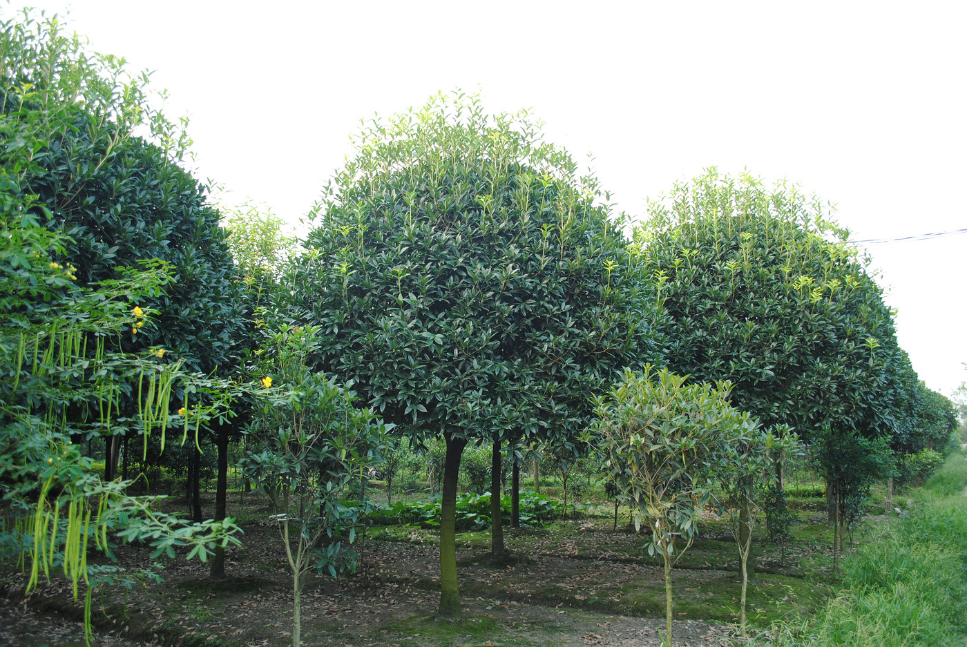 690f05d252ea7af25dfe83bca45d1a55_113606_16211349494566697_e4df368686a622041f75d6d6f5786bd9