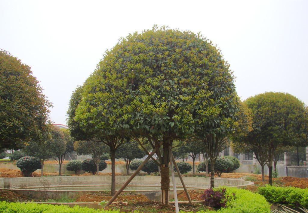 6549575072a591b1f052e95d1b9f04f1_wKhQslQYh8GEc4uxAAAAAIvbRco632