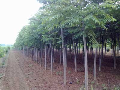 eef259a464ac452c9da629bec8f0e48e_20179182218176