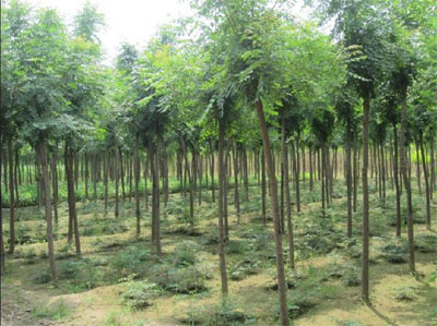 e09f45279f3950bcc6feea335917e4be_201791822058702