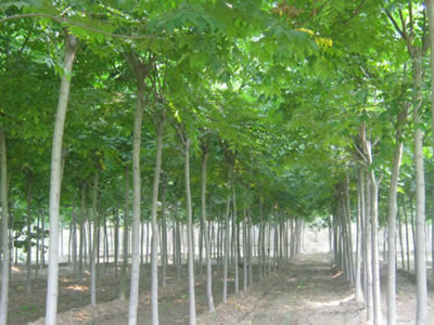 8fe4ff1bfc1b645a1ecd9f50b86a65bf_20179182229357