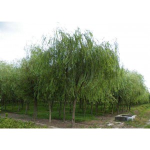 5-20cm各种柳树