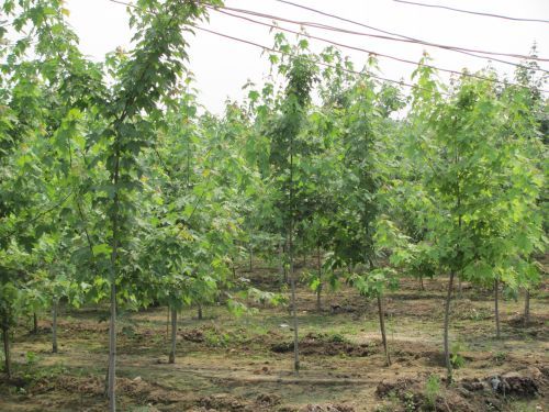 3457aaa4aac608be59825d24c8c3265d_2017912123513973