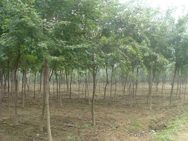 11af6a7814cbd183838a804395a34fa6_2017912122852889