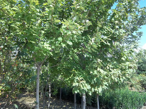 3b64dda3df6ed95c5326a5836b80712f_2017912123954565