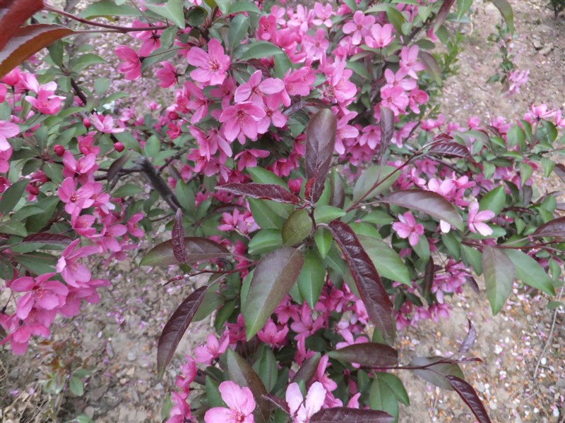 9ccf477b2d5060abff347aff1a0cece1_201791822529794