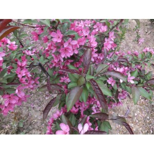 2-10cm北美海棠系列