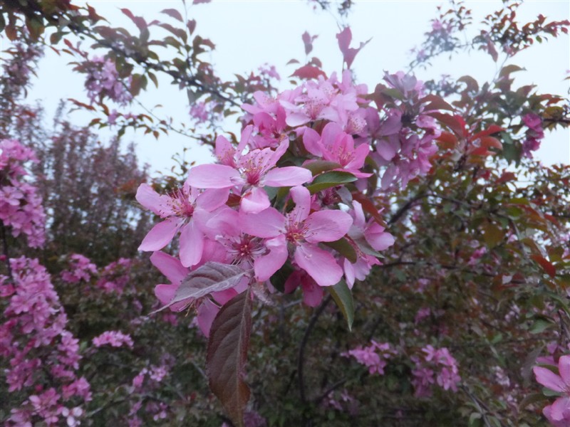 3d340c18896a35708ac049d501c59070_201791822539297