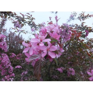 2-10cm北美海棠系列