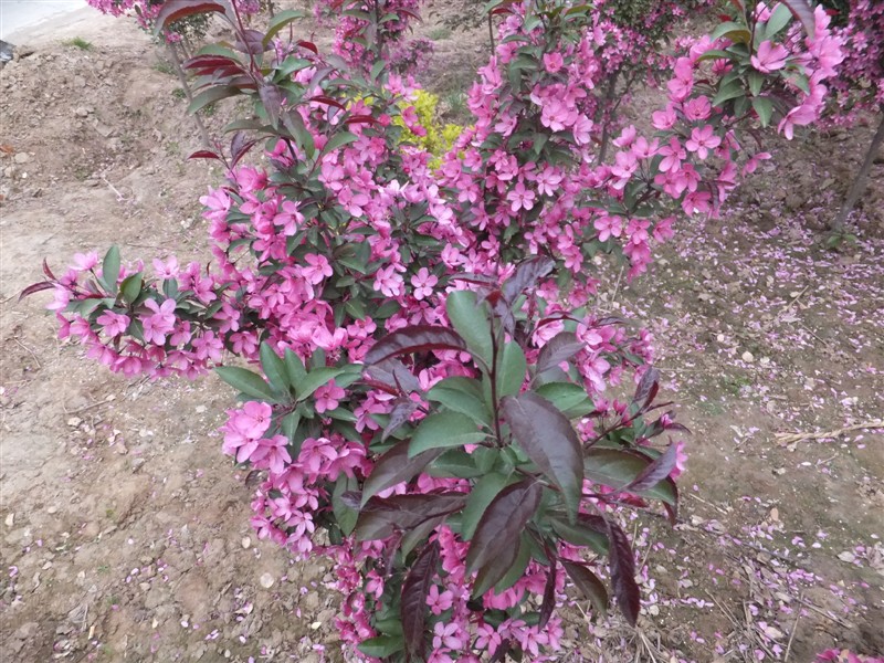 2c7f9af2048dcb748f657a18f4a21c44_2017918221026815