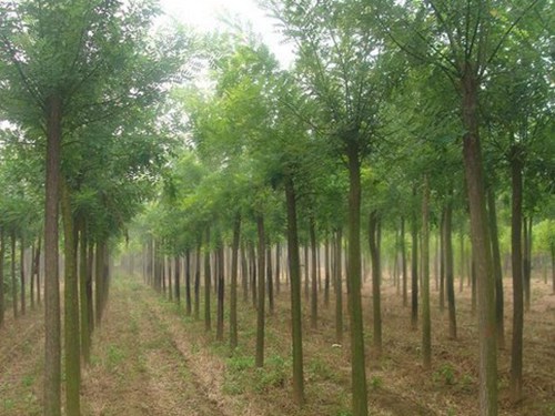 c046ffc245b08499c61dcfe0ea094631_20160315151437-1263295176