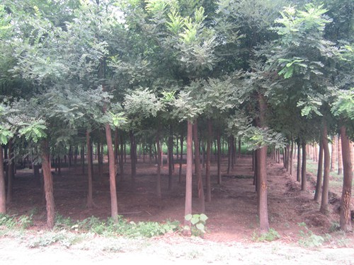 48ce3d52457ecde4e6869c810603ffa4_20160315151438-443527812