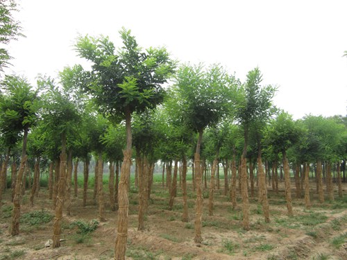 9caf7206787119206510222db7600b87_20160315151438-1297585848