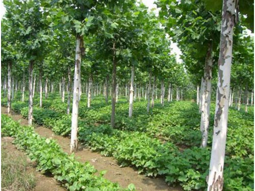 04b21dfa2d7db33f558dc9411cc037d2_15058106459144407