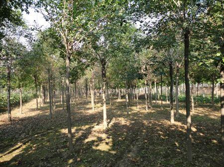 f3a56785f2c7eca56389ad7337cd2afa_15058098823057020