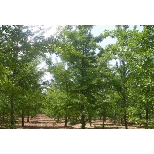 1一60cm银杏实生树