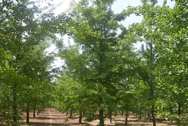 87116bc094889f40f695b4585cc4b916_1-160204091R03H