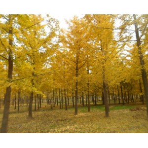 1一60cm银杏实生树