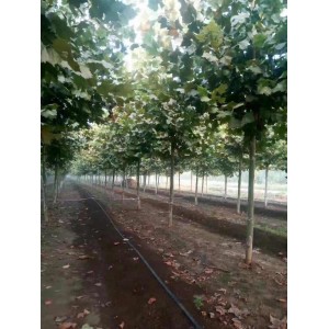 4～25cm原生冠法桐