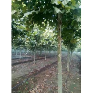 4～25cm原生冠法桐