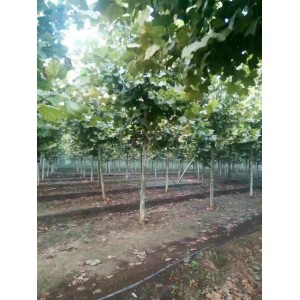 4～25cm原生冠法桐