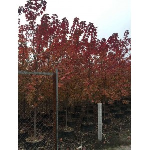 3-12cm美国红枫