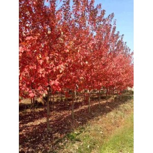 3-12cm美国红枫